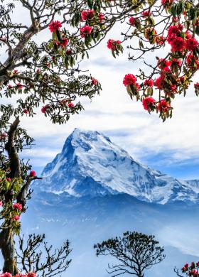 «Весна в Непале – время цветения рододендронов» 